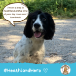 Sproker spaniel says "I'm on a lead in heathland at this time of year. My mum and I love birds!"
