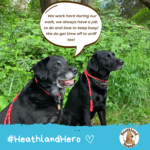 A pair of balck labs say " We work hard during our walk, we always have a job to do and love to keep busy! We do get time off to sniff too!"
