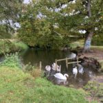 Photo of a family of Swans including three youngesters. They're in the River Blackwater.