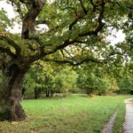 Photo of part of the surfaced path at Shepherd Meadows. A tall Oak tree stands beside the path.