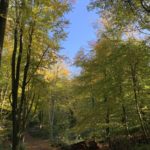 Autumnal photograph of tall Beech trees turning beautiful colours.