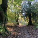 Autumnal photograph showing a path strewn with leaves and pretty light filtering through the trees.