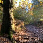 A pretty autumnal photograph showing a large Sweet Chestnut tree with golden leaves. A path passes the tree and the ground is covered in leaves.