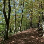 Autumnal photograph of Beech trees turning beautiful colours.