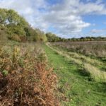 Autumnal photograph of a grassy, green path along the edge of an unmown meadow.