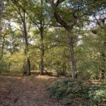 Autumnal photograph of trees turning pretty colours.