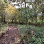 Autumnal photograph of a rough path through woodland, the path is defined by logs laid on the ground on either side.