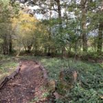 Autumnal photograph of a rough path through woodland, the path is defined by logs laid on the ground on either side.