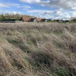 Autumnal photograph showing an unmown meadow, with long dry grasses. A few new houses in the distance.