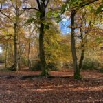 Photo of gorgeous autumn Beech trees, looking pretty in autumn sunshine.