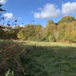 Photo showing a rough meadow with thick scrub and woodland behind. Red rose hips in the foreground.