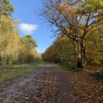 Photo showing a wide forest track, slightly muddy in places, tall trees either side.