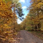 Autumnal photo showing a wide forest track, golden coloured Sweet Chestnut trees either side of the track.