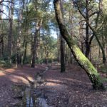 Photo shows a small stream that runs through the middle of the woods here.