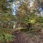 Woodland path, with autumn sunshine filtering through the leaves.