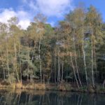 Photo shows a line of tall Birch trees turning golden. They stand on the edge of a pond.