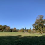 Photo of the view across the parkland, with a huge Oak tree standing stately