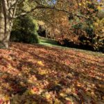 Photo of beautiful autumnal leaves lying on the ground.