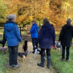 Photo of a group of walkers with dogs. There are beautiful autmnal Beech trees behind them.