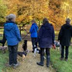 Photo of a group of walkers with dogs. There are beautiful autmnal Beech trees behind them.