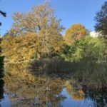 Photo of a pretty ornamental pond - relic from Northcote House's garden