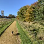 Photo of the view from the edge of woodland, up a surfaced path. A small dog trots up the path.