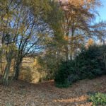 Photo taken looking down a path, with the last of the autmn colours lighting up the trees either side.