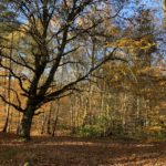 Photo taken looking down a path, with the beautiful colours of Beech trees light up by the sun.