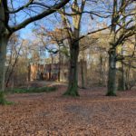 Photo looks through the bare branches of Beech trees to a relic of past Army training days. A brick built firing wall stands amongst the trees.