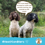 Maisie & Ralph "Our mum keeps us focussed on walks with plentiful training. She rewards us with treats!"