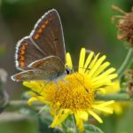 Photo of a brown butterfly with orange markings. Sitting on a yellow daisy.