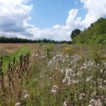 Photo looking across a dry meadow with different seedheads in the long dry grass. Fluffy thisltes and dark dock.