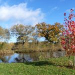 Lovely autumnal photo of a view looking over a pond. A tree with scarlet leaves in the foreground.