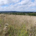 Photo looking across a dry meadow with seedheads and the last of the wild flowers in flower.