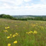 Photo looking across a meadow with flowering yellow daisies. You can see a wetland area in the distance.