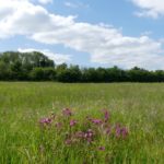 Photo looking across a green meadow with bright pink wildflowers in the foreground.