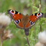 Photo of a brightly coloured butterfly with bold eye-spot markings.