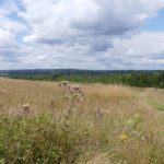 Photo of a view looking across a summer meadow to the wooded landscape beyond.