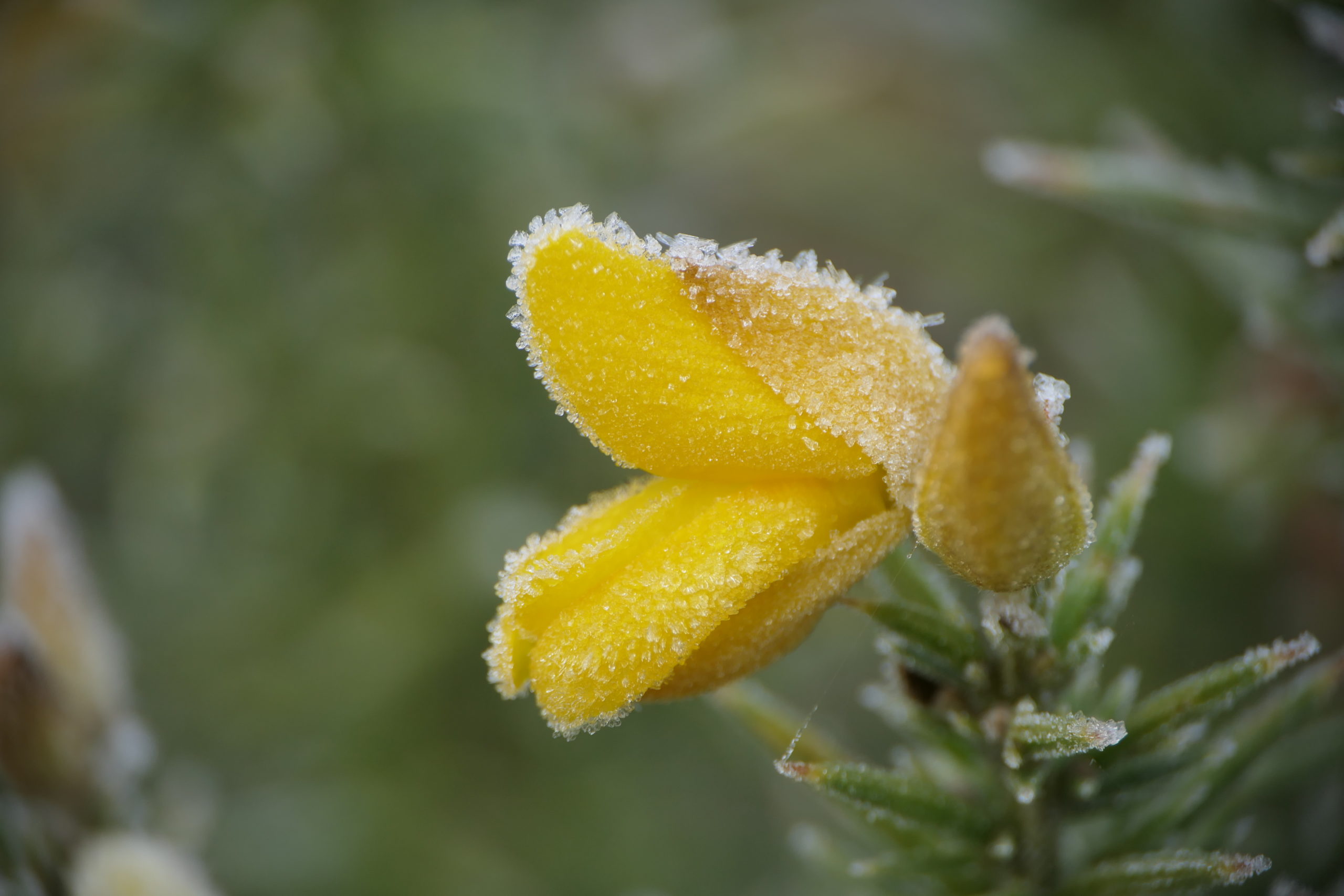 A single yellow gorse flower covered in a layer of frost