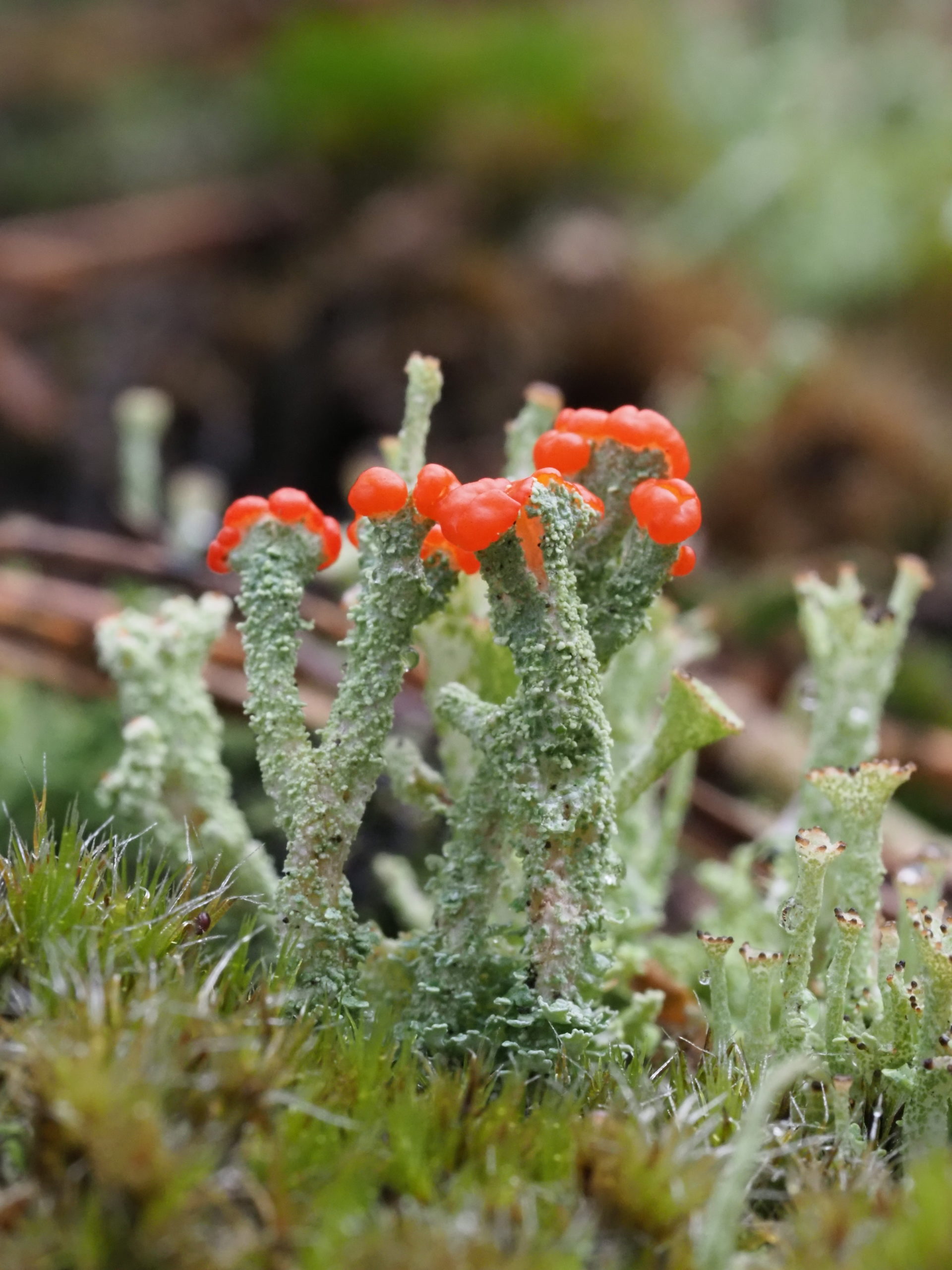 Colourful green and red stalk-like lichen