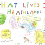 Colourful poster hand drawn by a schoolchild depicting heathland animals