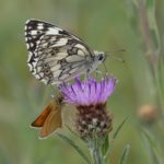 Photo of a black and white butterfly perched on a purple thistle, a small orange butterfly also hangs off the flower