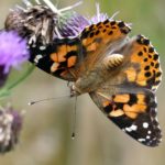 Photo of an orange and black butterfly hanging off a thistle flower.