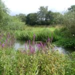 Photo of a view looking across the River Blackwater. The vegetation on the riverbank is green and lush. Purple flower spikes make it an attractive scene.