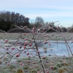 Photo of frosted rosehips with a frozen pond behind.