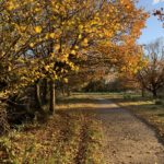 Autumnal photo of a riverside path flanked by trees with golden leaves.
