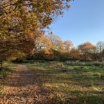 Autumnal photo of a path flanked by golden oak trees.