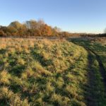 Photo of a rough path through a meadow.