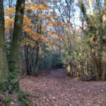 Photo of a woodland path covered in autumn leaves. Tall trees either side.