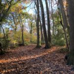 Photo of a woodland path covered in autumn leaves. Tall trees either side.